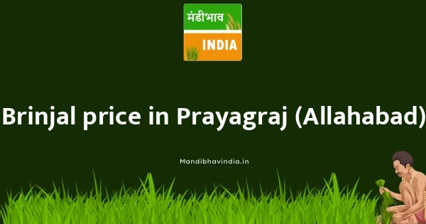 Brinjal price